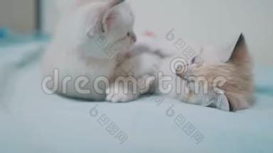 两只小白猫在床上玩打架的<strong>搞笑视频</strong>.. 白色生活方式猫两只小猫睡觉咬人